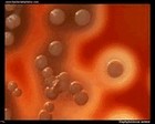 staphylococcus aureus